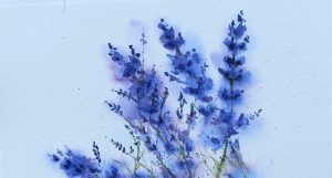 lavender watercolor painting